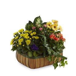 The FTD Gentle Blossoms(tm) Basket from Parkway Florist in Pittsburgh PA